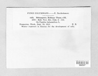 Melampsora medusae image